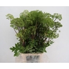 ANGELICA GIGAS 130CM
