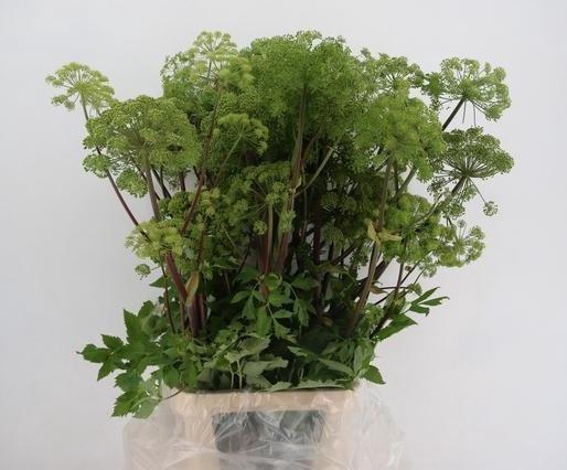 <h4>ANGELICA GIGAS 130CM</h4>