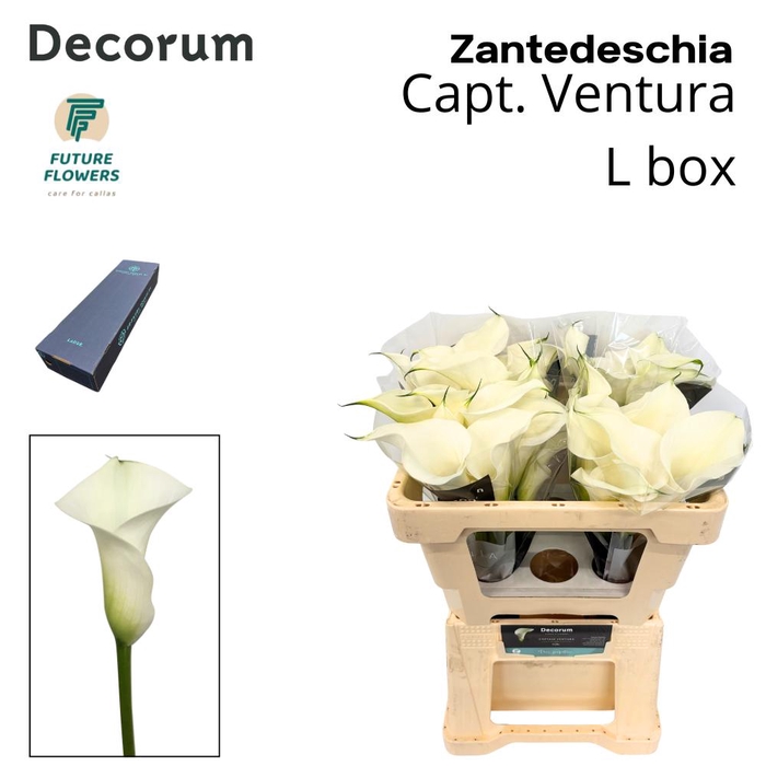 <h4>Zant Capt Ventura Large Box 50 Cm</h4>