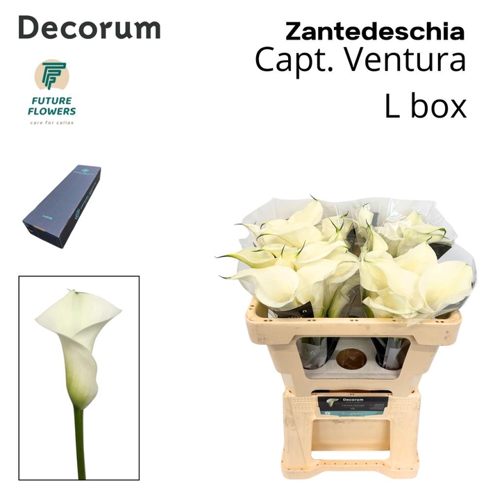 <h4>Zant Capt Ventura Large Box 55 Cm</h4>
