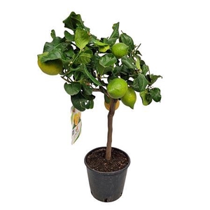 Citrus Lemon Stem