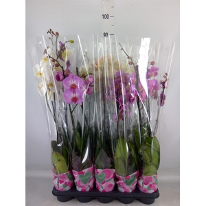Phalaenopsis   ...mix  5