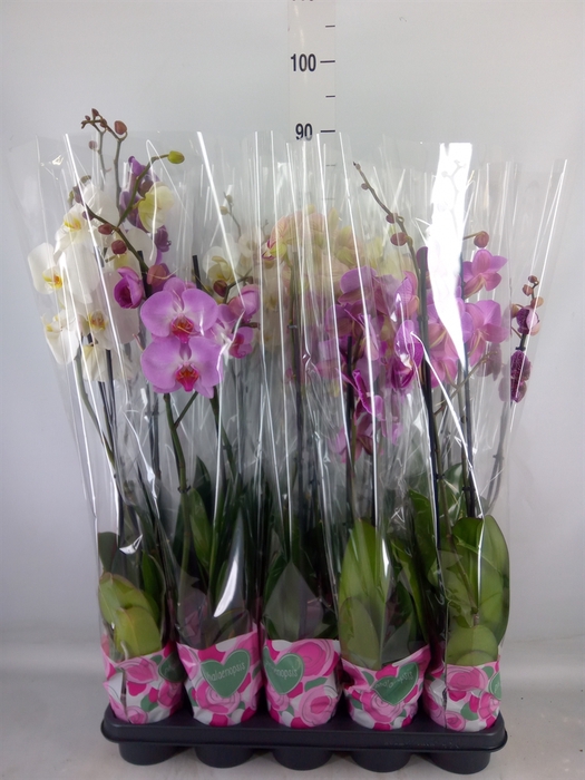 <h4>Phalaenopsis   ...mix  5</h4>
