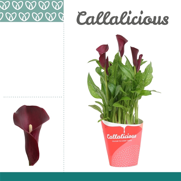 <h4>Zantedeschia Bordeaux Rood In Potcover ton-sur-ton</h4>