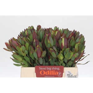 Leucadendron Senorita