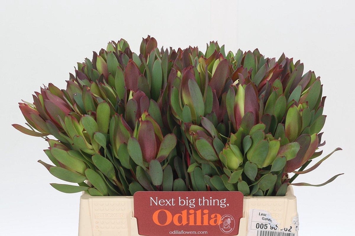 Leucadendron Senorita