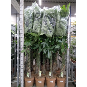 Pachira aquatica