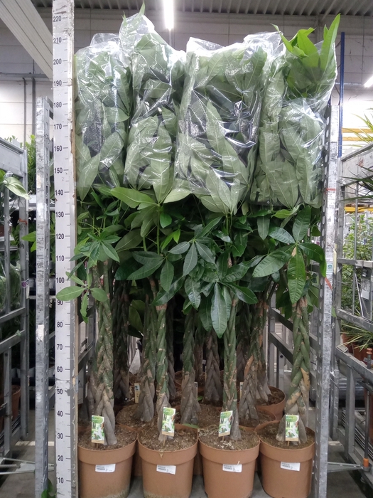 <h4>Pachira aquatica</h4>
