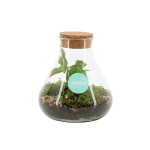 90643: Terrarium arrangement