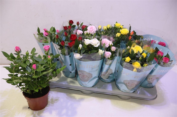 <h4>arr8 Ro B Monde Gem</h4>