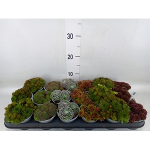 Sempervivum   ...mix