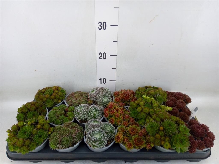 <h4>Sempervivum   ...mix</h4>