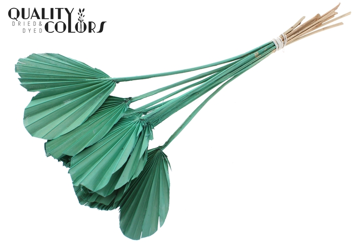 Palm Spear Heart per stem Frosted Mint