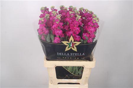 <h4>Matth Iron * Premium * Red</h4>