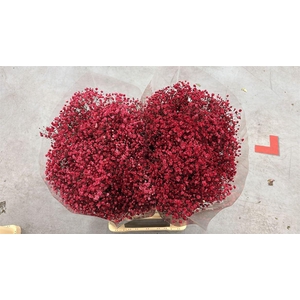 Gyps Xlence Cola Red X25 40gr