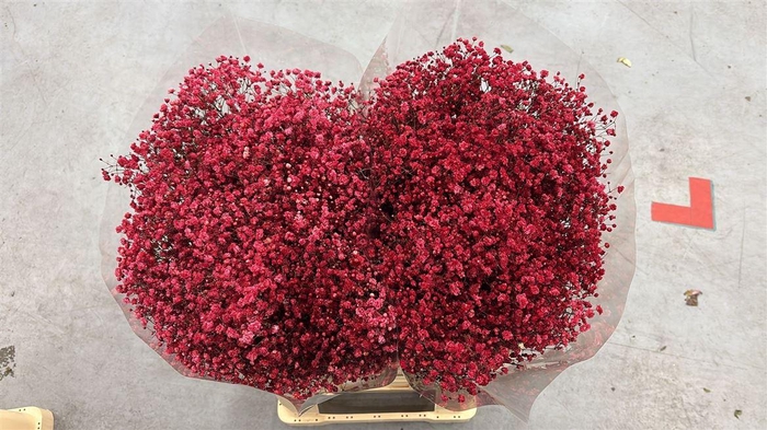 <h4>Gyps Xlence Cola Red X25 40gr</h4>