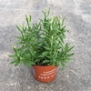 Lavandula angustifolia Aromance White