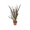 ANANAS LUCIDUS P15