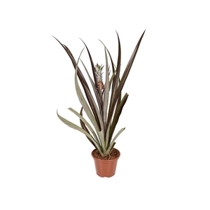 ANANAS LUCIDUS P15