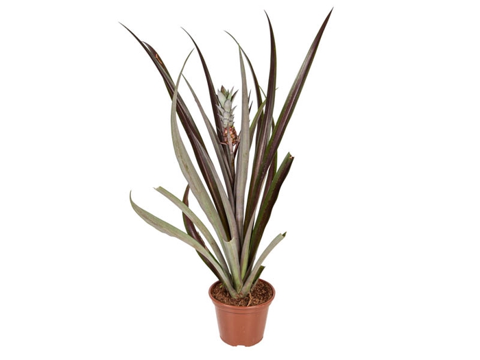 <h4>ANANAS LUCIDUS P15</h4>