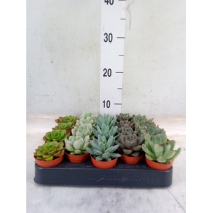 Echeveria   ...mix