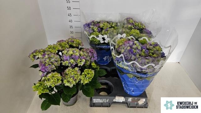 <h4>HYDR M EARLY BLUE</h4>