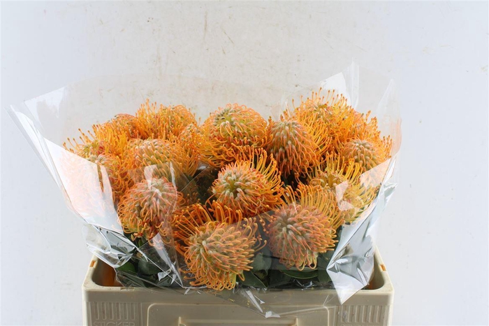 <h4>Leuco Co Soleil Xl</h4>