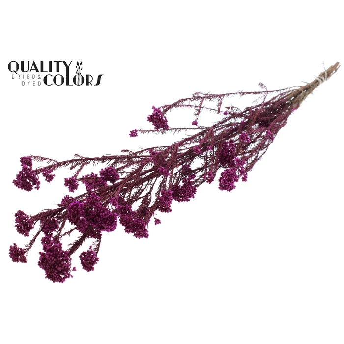 <h4>Rice Flower Preserved per bunch Lilac</h4>