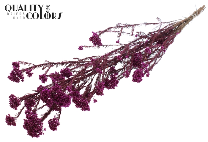 Rice Flower Preserved per bunch Lilac