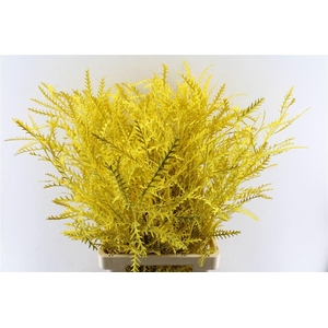 Grevilea Ivanhoe Yellow