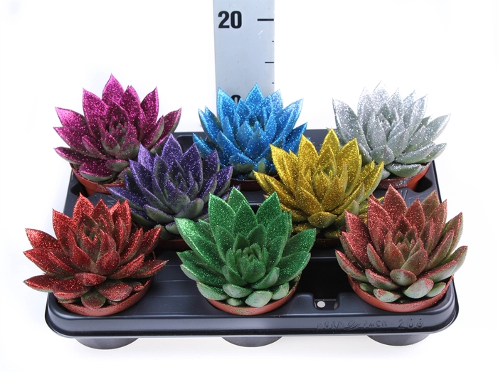 <h4>Echeveria  'Miranda'</h4>