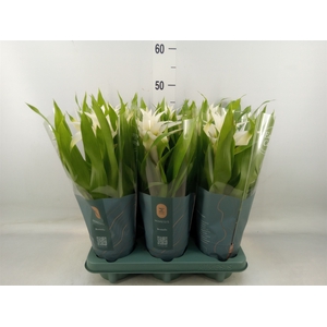 Guzmania  'Deseo White'