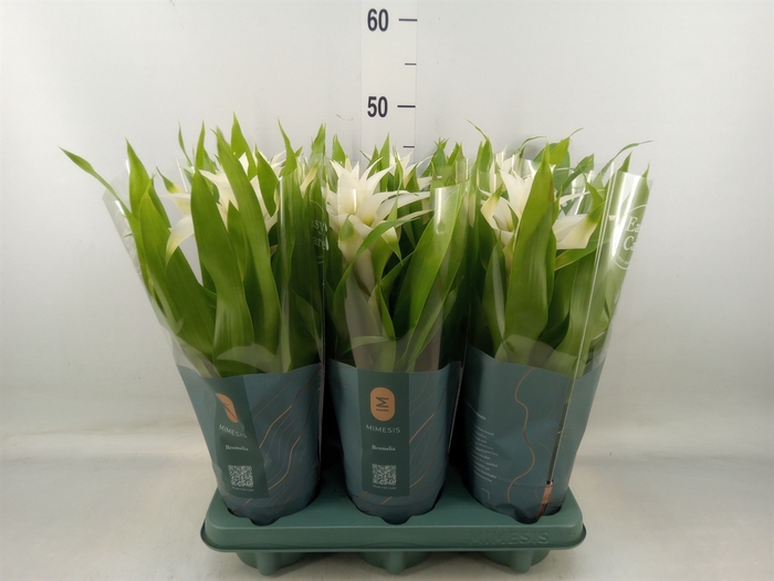 <h4>Guzmania  'Deseo White'</h4>