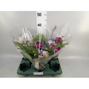 Phalaenopsis 'Muse Red'