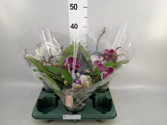 <h4>Phalaenopsis 'Muse Red'</h4>