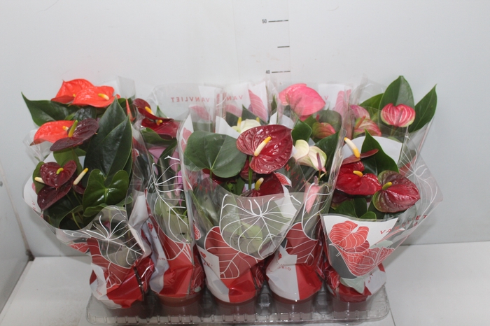 <h4>ANTHURIUM VARIADO P12</h4>