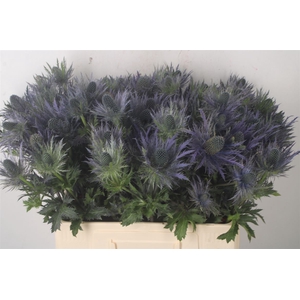 Eryngium Alpinum