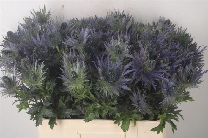 Eryngium Alpinum