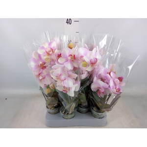 Phalaenopsis   ...rose