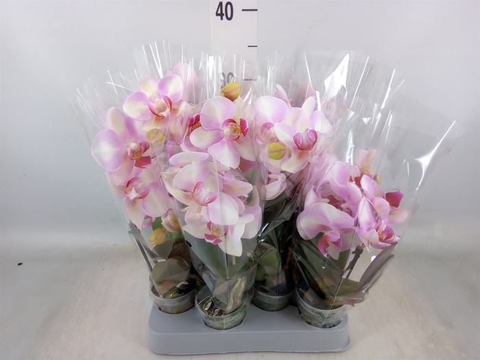 <h4>Phalaenopsis   ...rose</h4>
