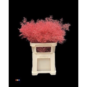 Limonium Coral