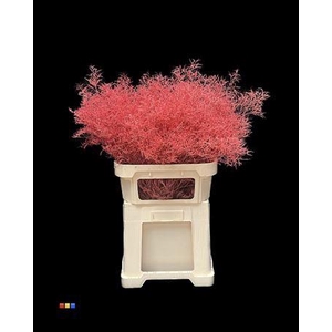 Limonium Coral