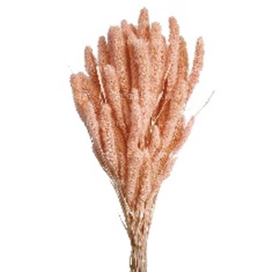 Bunch Setaria Slv L75 150g