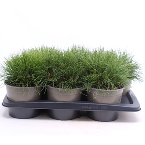 Pinus mugo subsp. mugo