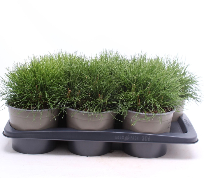 <h4>Pinus mugo subsp. mugo</h4>