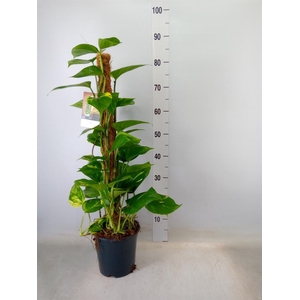 Epipremnum pinn.   ...moss stick