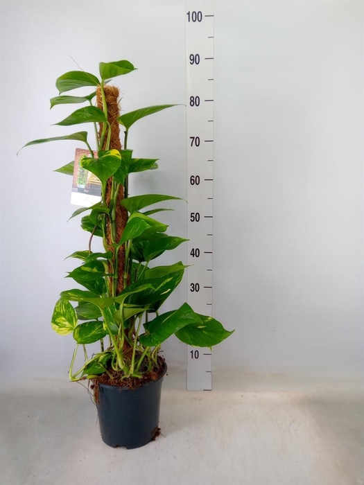 <h4>Epipremnum pinn.   ...moss stick</h4>