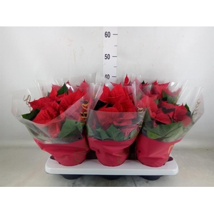 Euphorbia pulc. 'Christ Eve'