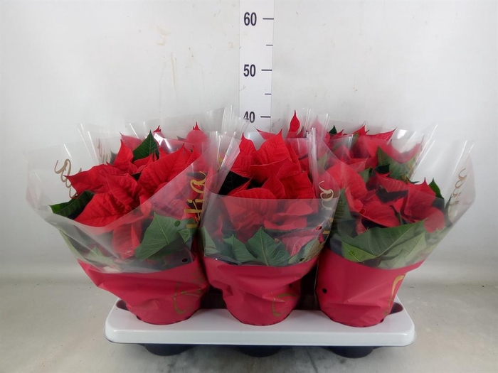 <h4>Euphorbia pulc. 'Christ Eve'</h4>