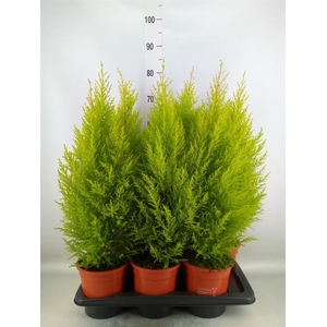 Cupressus macro. 'Goldcrest Wilma'